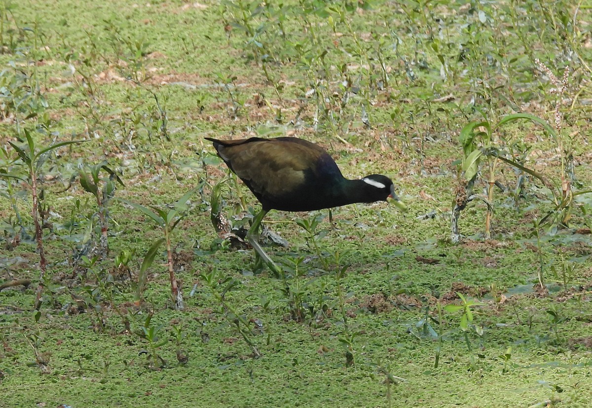 Бронзовокрылая якана - ML647420902