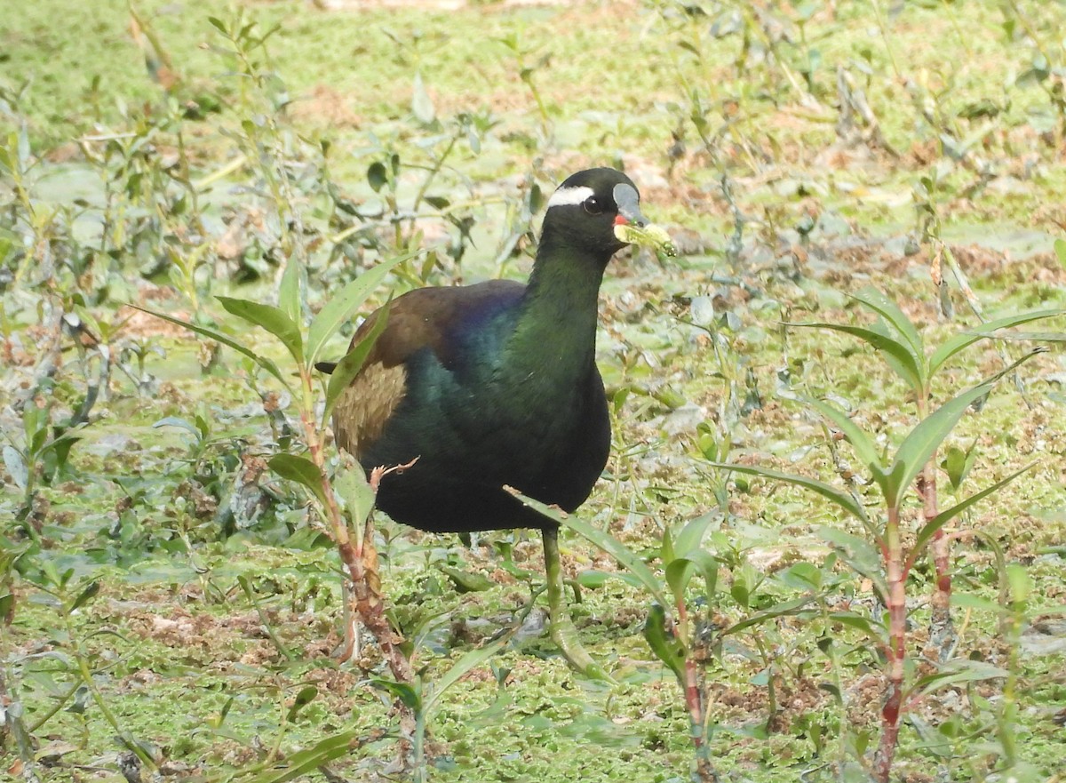 Бронзовокрылая якана - ML647420903