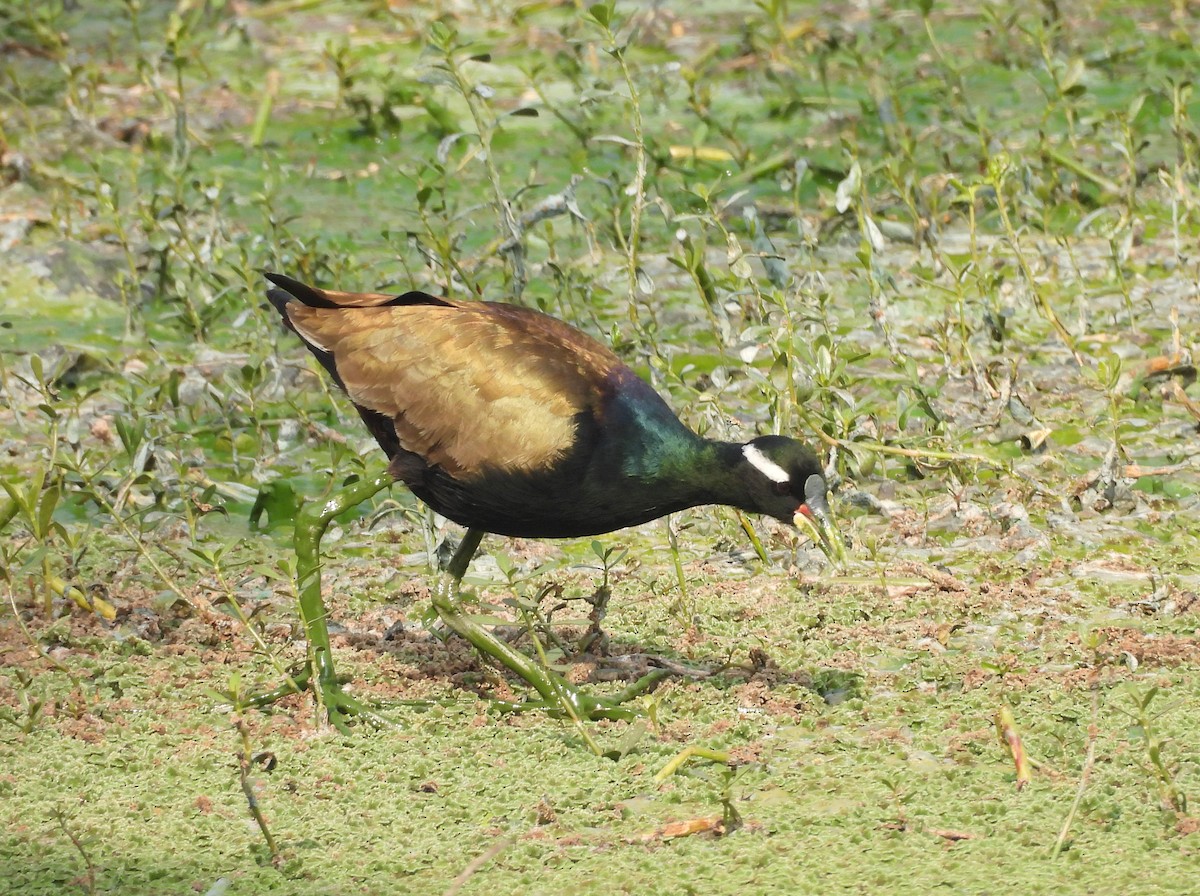 Бронзовокрылая якана - ML647420904