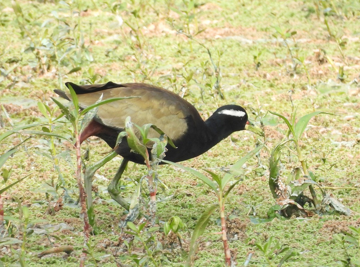 Бронзовокрылая якана - ML647420905