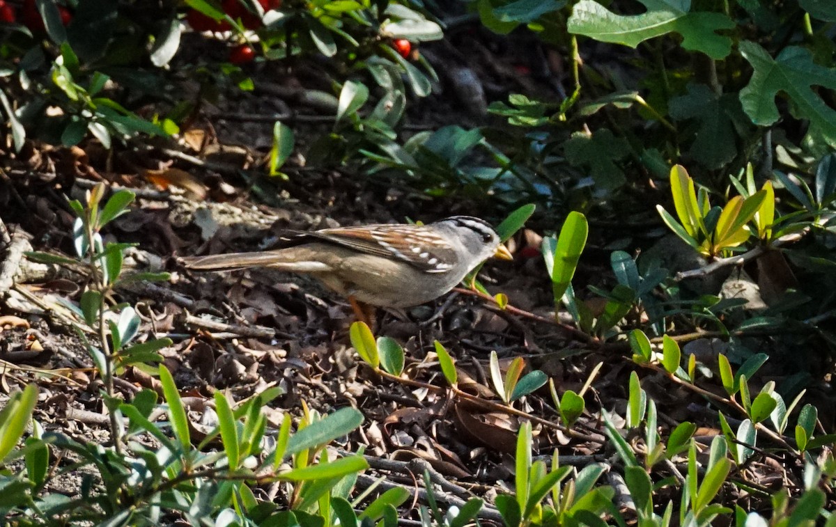 White-crowned Sparrow - ML647420907