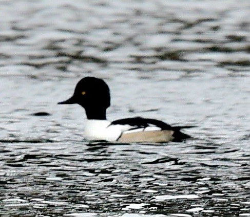 Common Goldeneye x Hooded Merganser (hybrid) - ML647420912