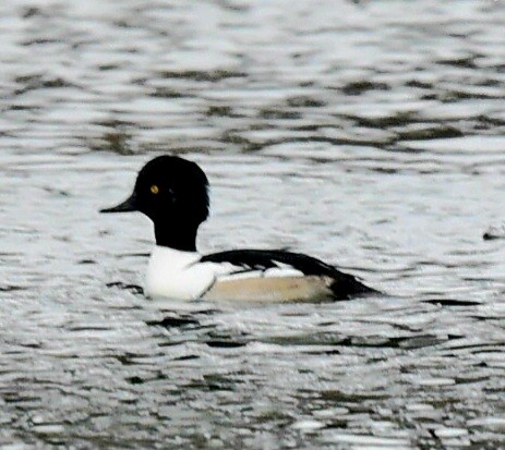 Common Goldeneye x Hooded Merganser (hybrid) - ML647420913