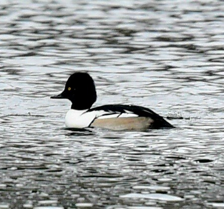 Common Goldeneye x Hooded Merganser (hybrid) - ML647420914