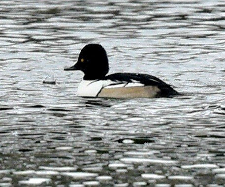Common Goldeneye x Hooded Merganser (hybrid) - ML647420915