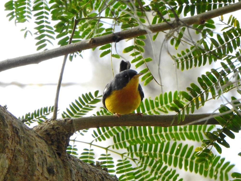 Tropical Parula - ML647420917