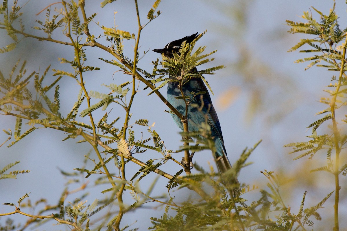 Steller Kargası - ML647420921