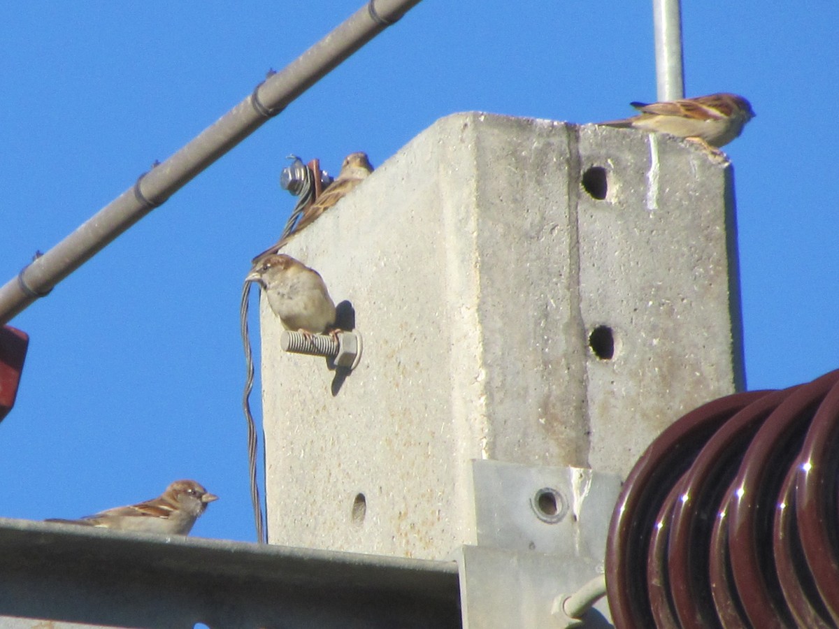 Gorrión Común - ML647420953