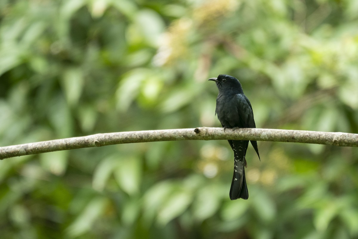 Square-tailed Drongo-Cuckoo - ML647420955