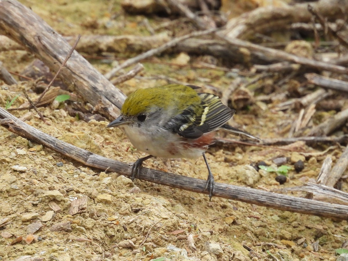 ワキチャアメリカムシクイ - ML647420969