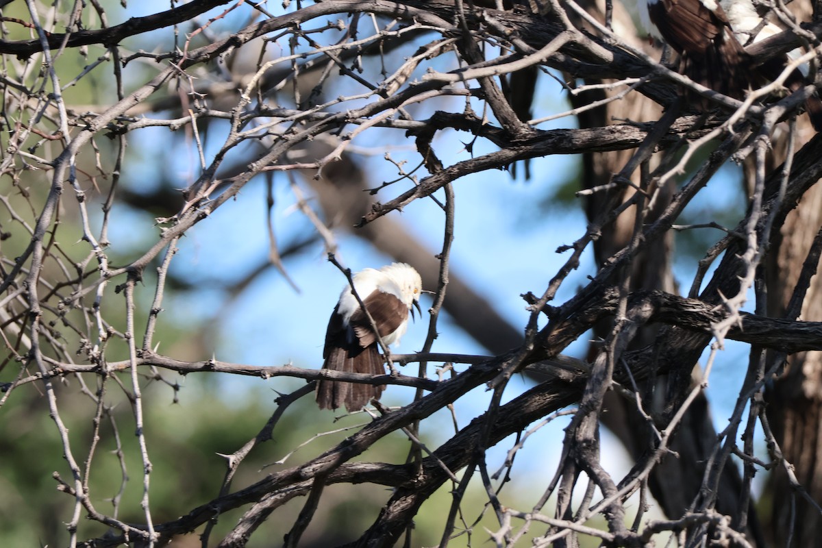 Кратеропа намібійська - ML647420975