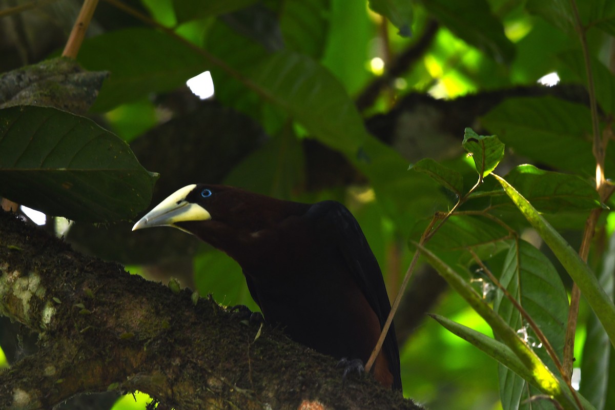 Chestnut-headed Oropendola - ML647420985