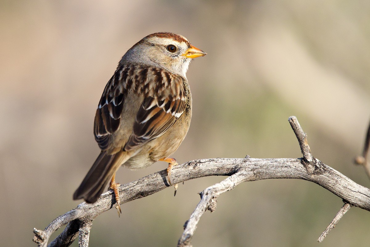 White-crowned Sparrow - ML647420987
