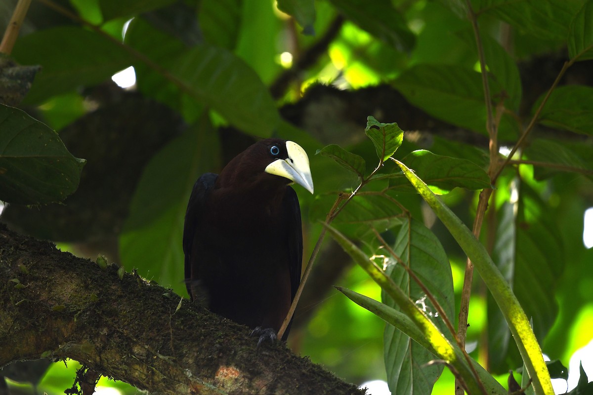 Chestnut-headed Oropendola - ML647420996