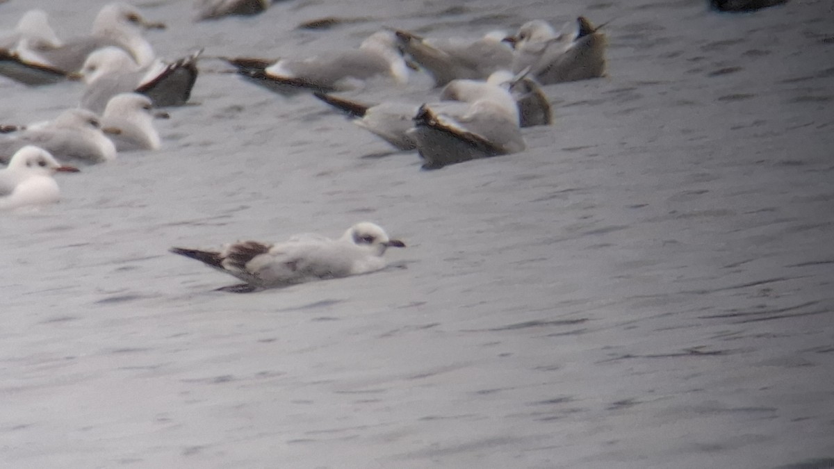 Mediterranean Gull - ML647421002