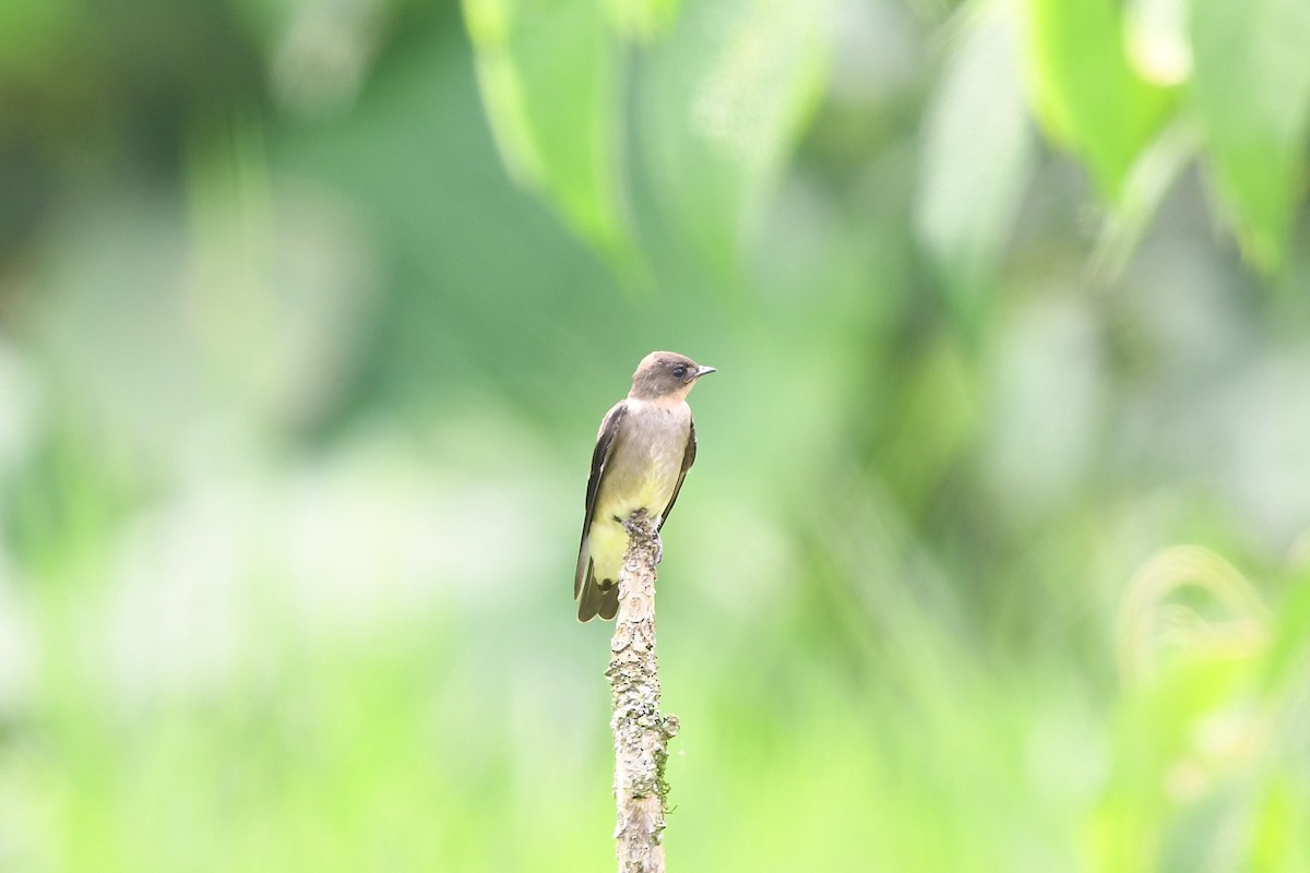 Southern Rough-winged Swallow - ML647421013