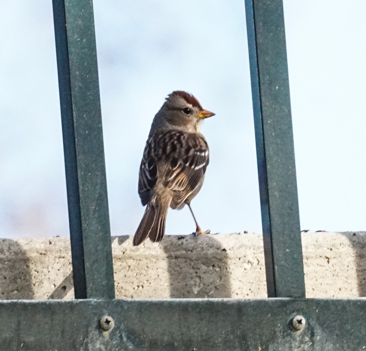 White-crowned Sparrow - ML647421014
