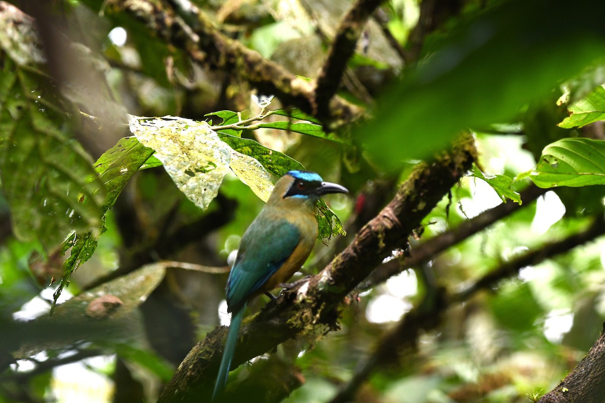 Whooping Motmot - ML647421032