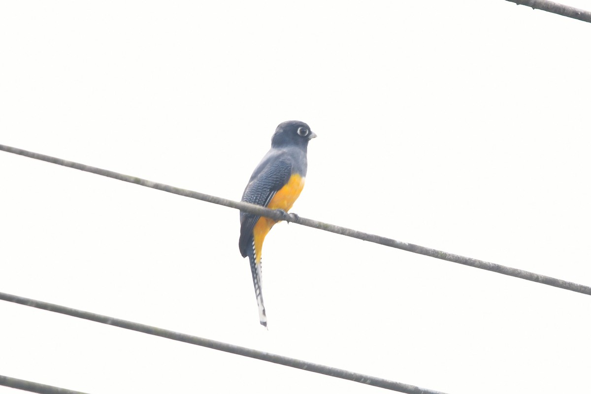 Gartered Violaceous Trogon - ML647421053