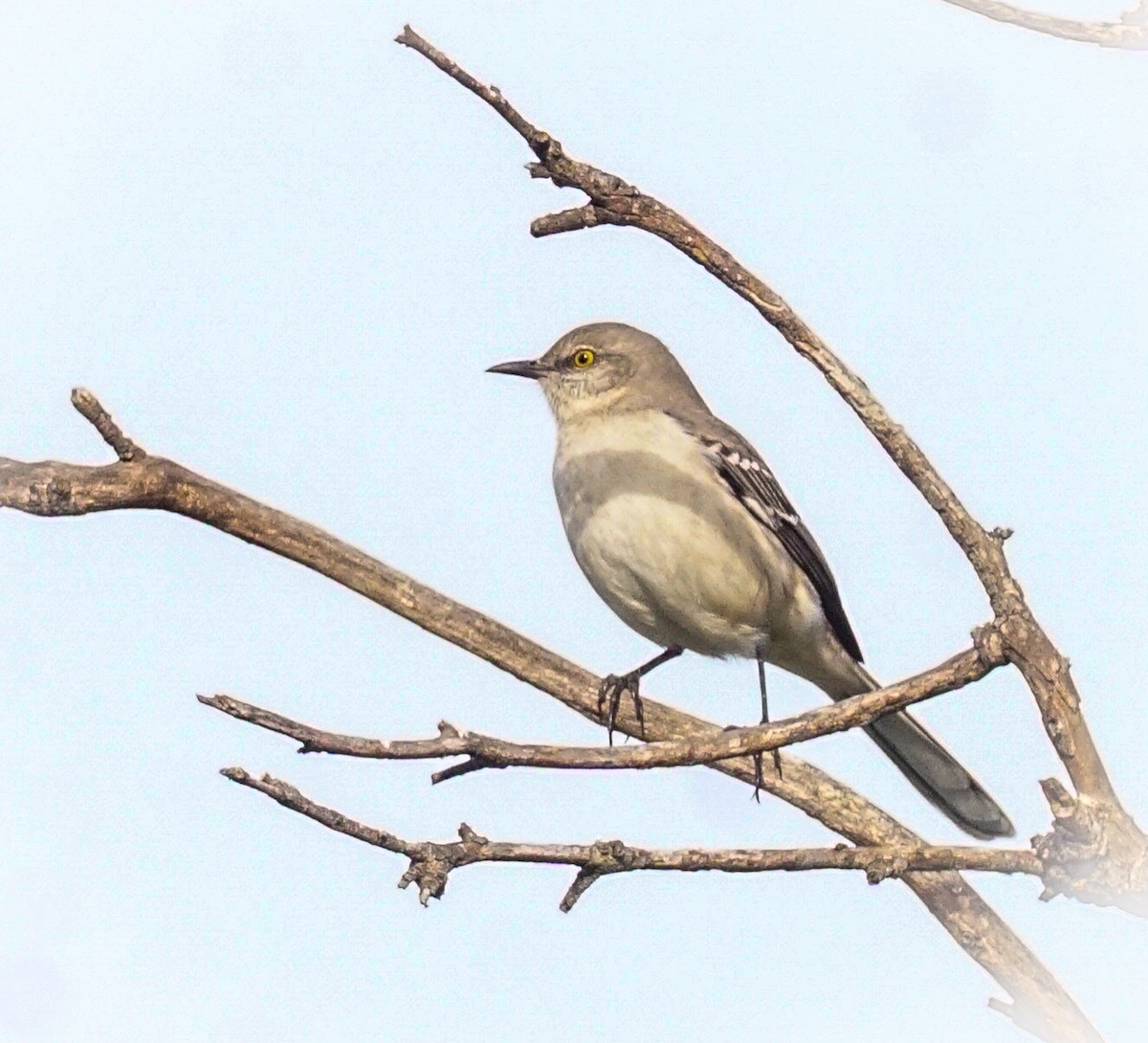Northern Mockingbird - ML647421057
