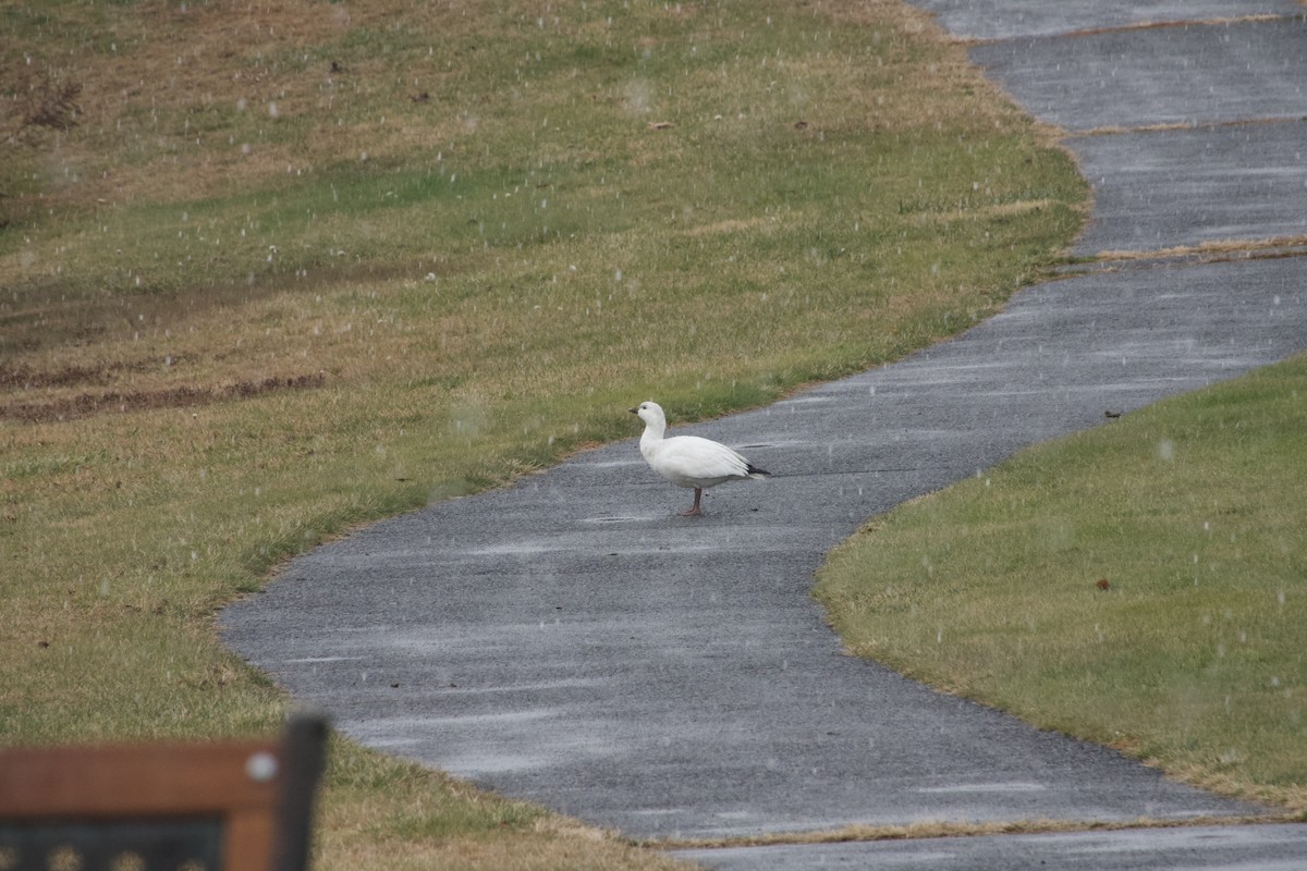 Zwergschneegans - ML647421062