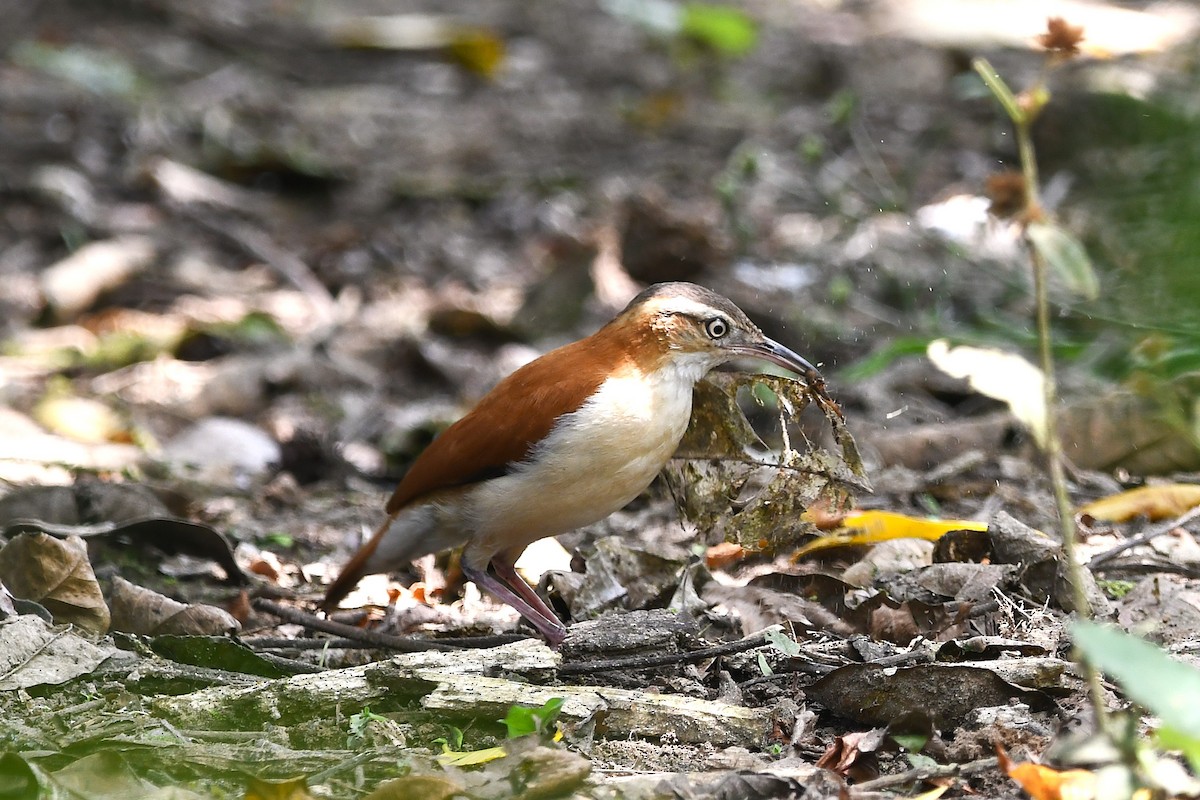 Pacific Hornero - ML647421075