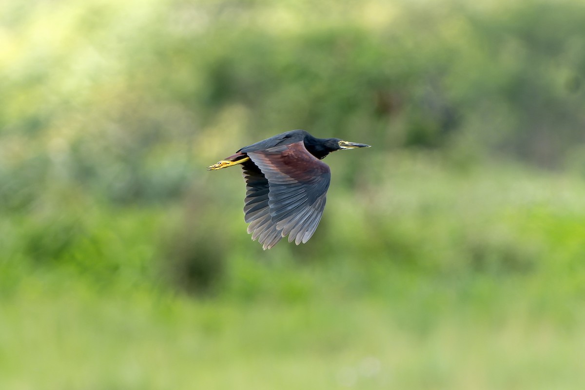 クロアマサギ - ML647421081