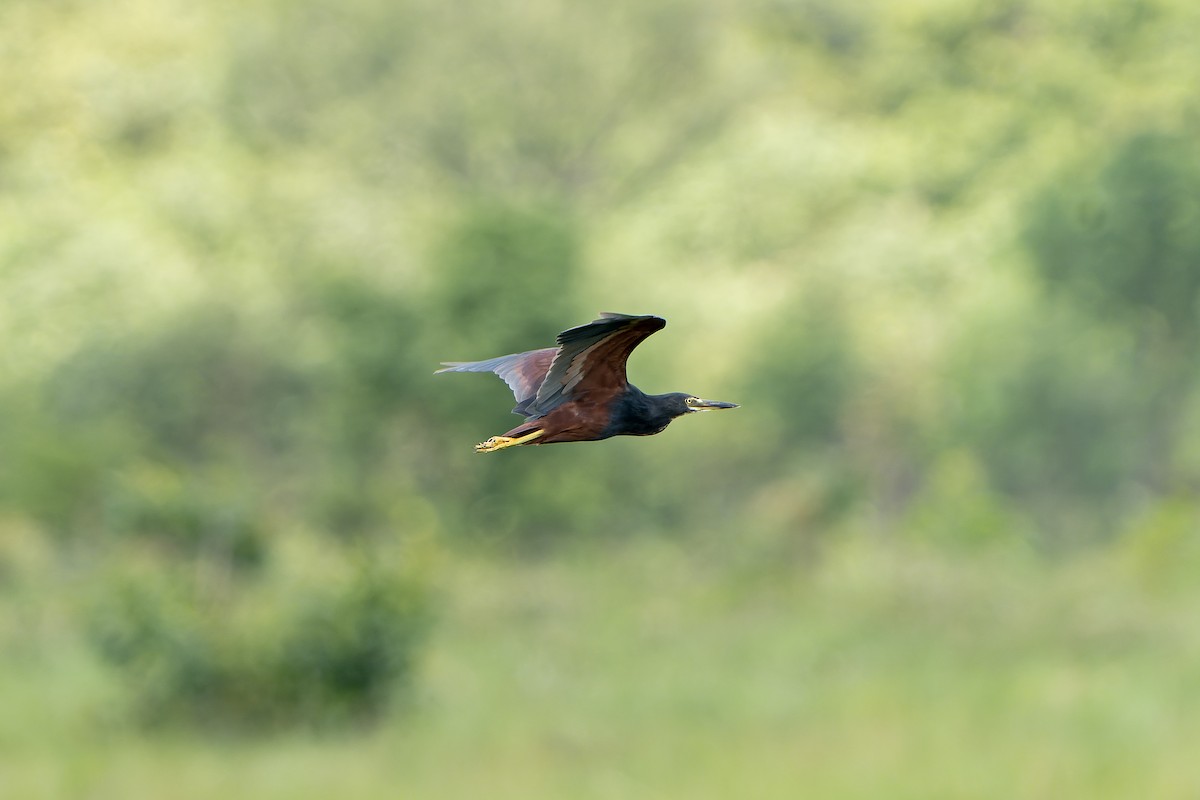 クロアマサギ - ML647421082