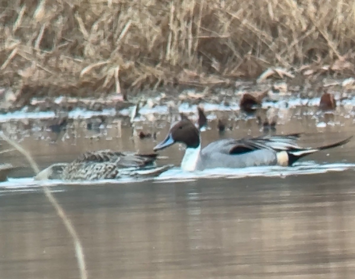 Шовтгор алаг нугас - ML647421114