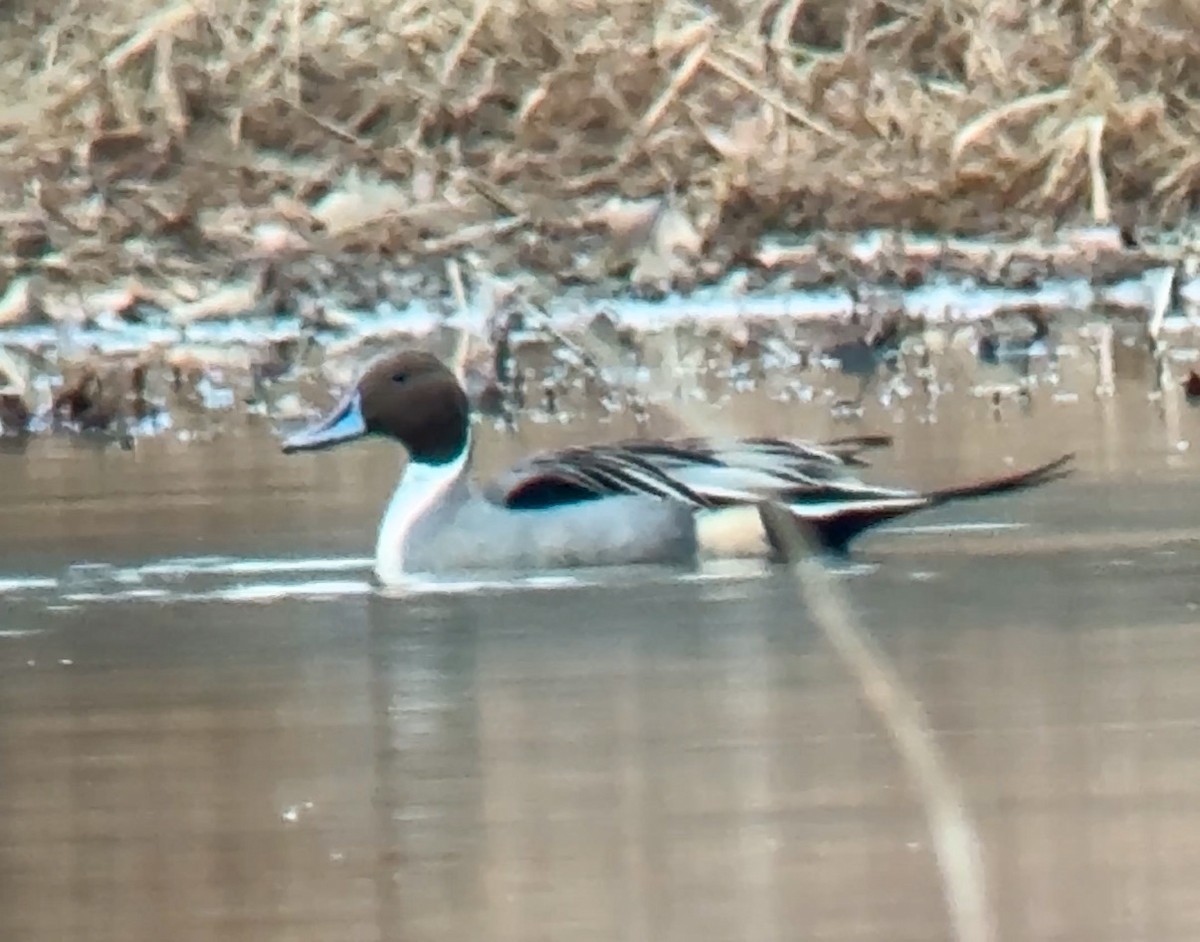 Шовтгор алаг нугас - ML647421115