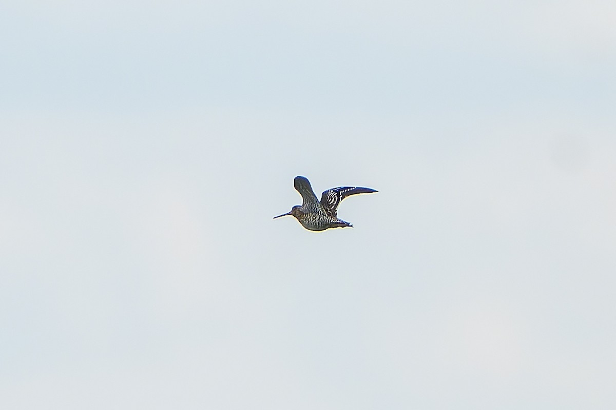 bekasina větší - ML647421123