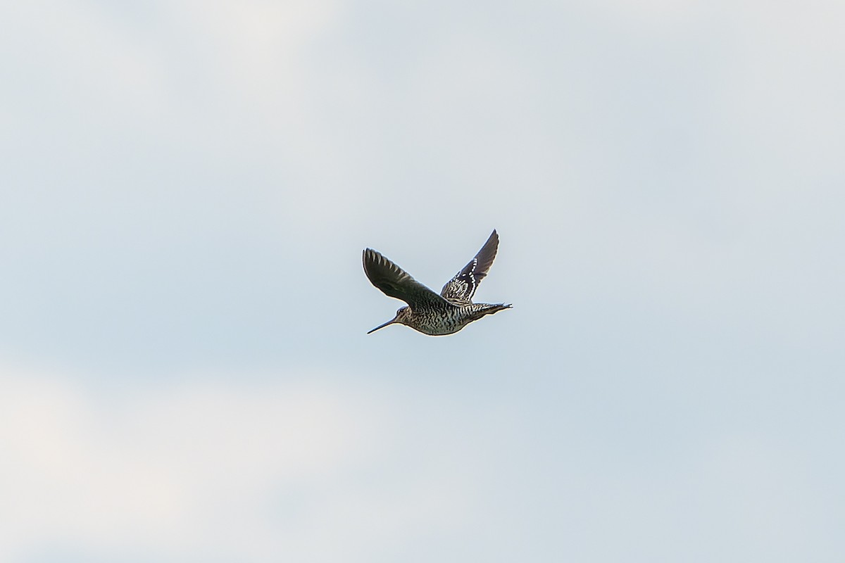 bekasina větší - ML647421124