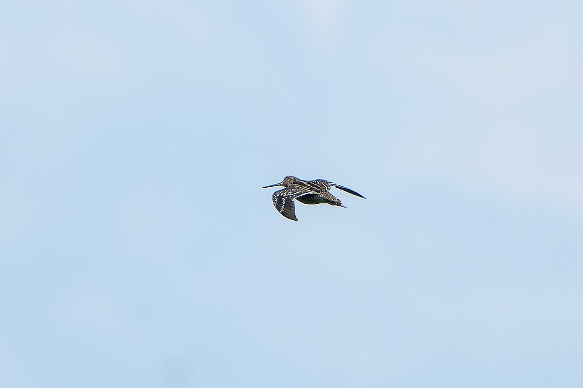 bekasina větší - ML647421125