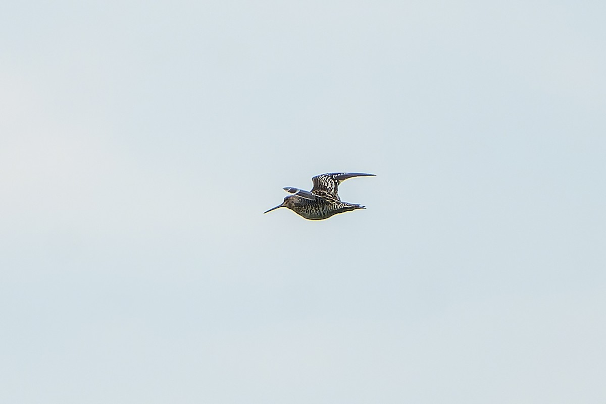 bekasina větší - ML647421126