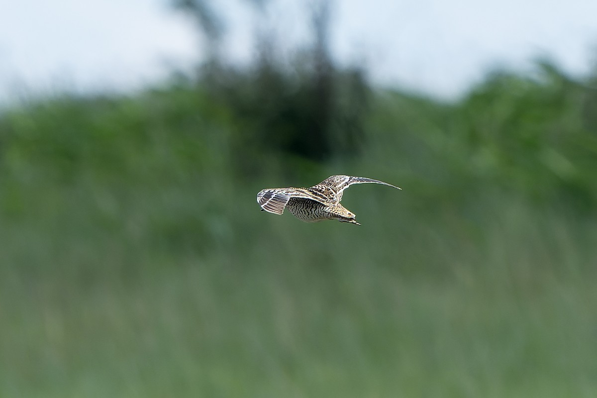 bekasina větší - ML647421127