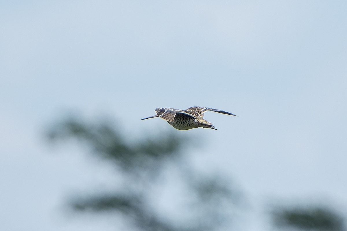 bekasina větší - ML647421128