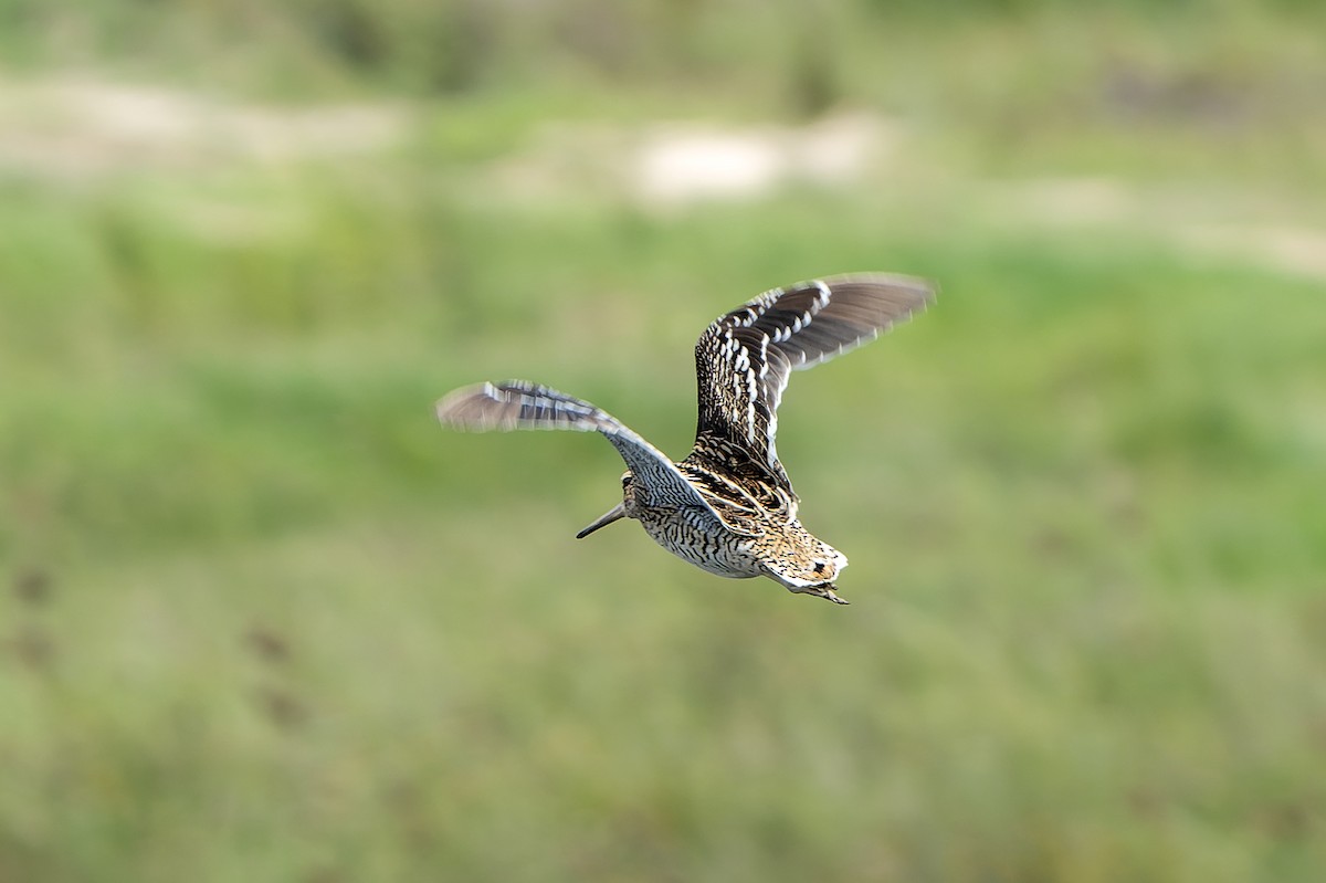 bekasina větší - ML647421129