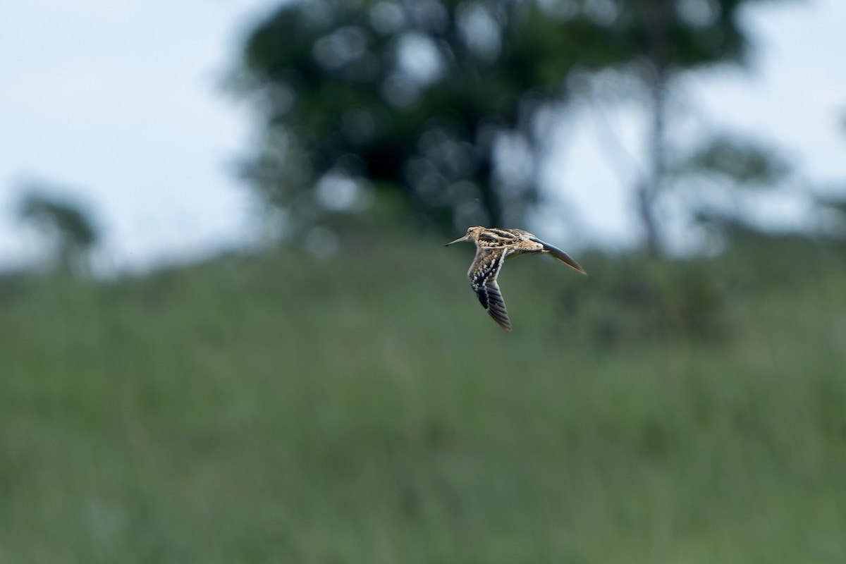 bekasina větší - ML647421130