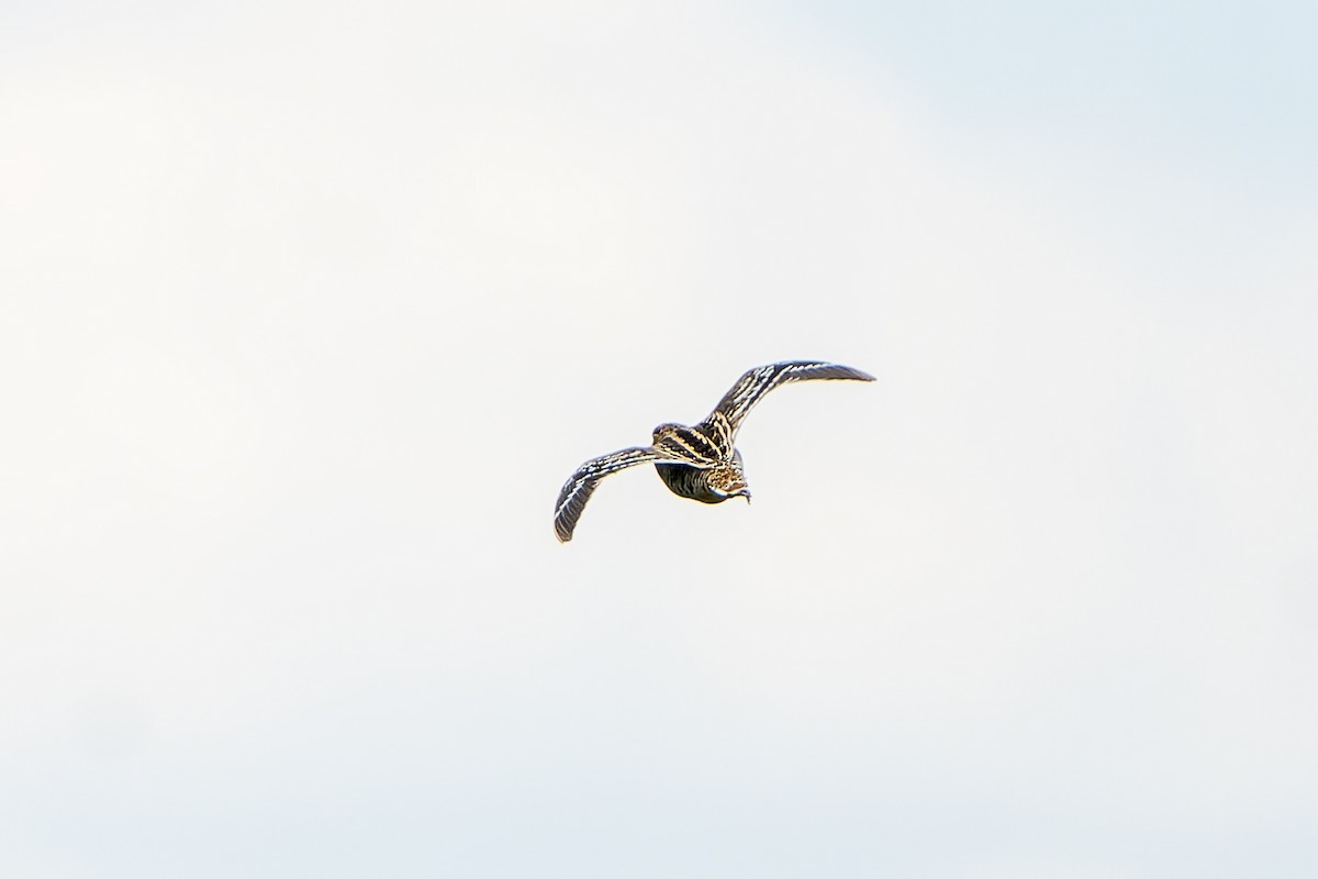 bekasina větší - ML647421135