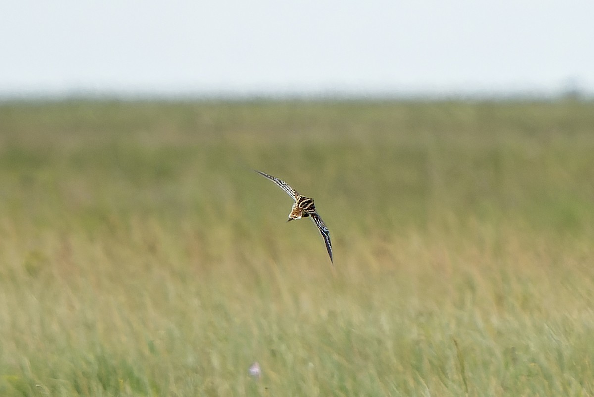 bekasina větší - ML647421137