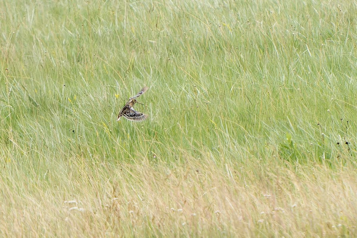 bekasina větší - ML647421138