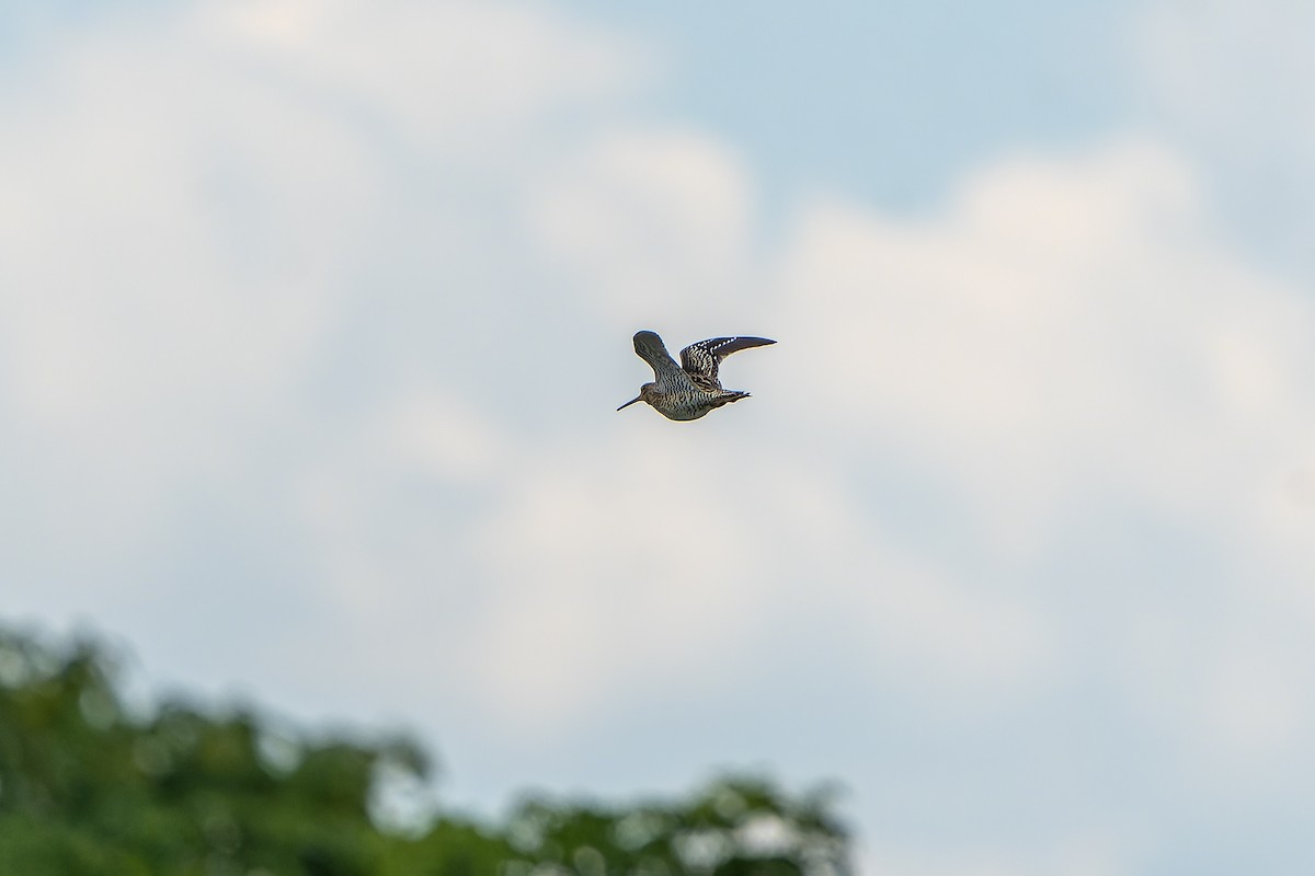 bekasina větší - ML647421139