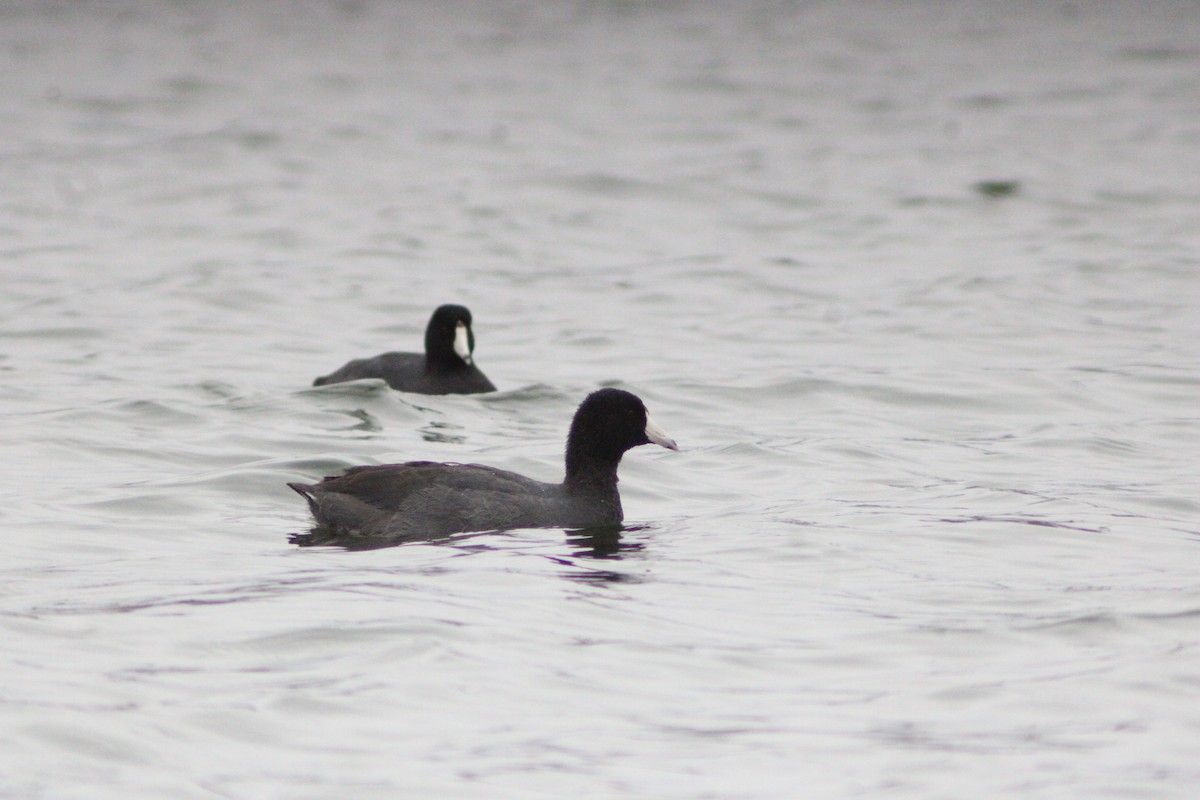 オビハシカイツブリ - ML647421142