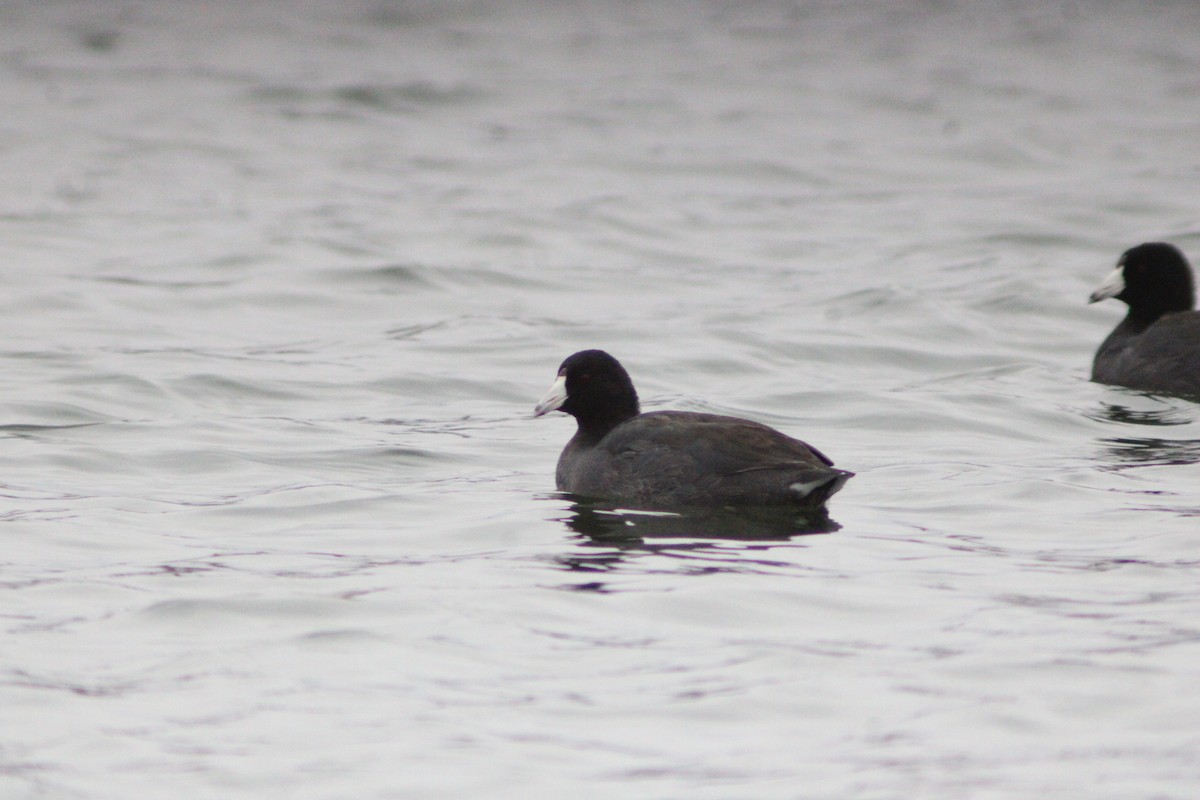 オビハシカイツブリ - ML647421143