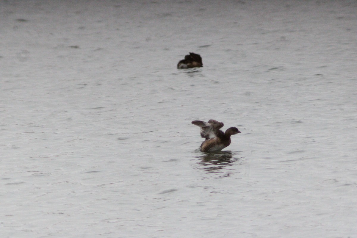 オビハシカイツブリ - ML647421145