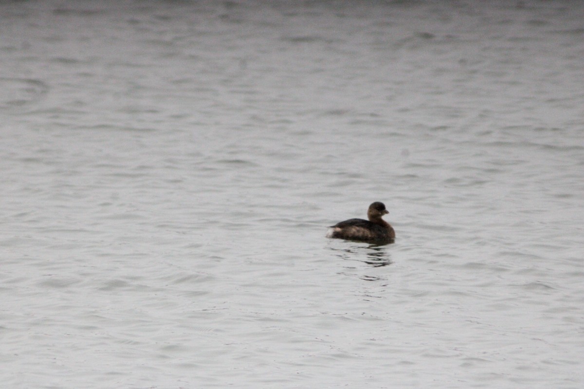 オビハシカイツブリ - ML647421148