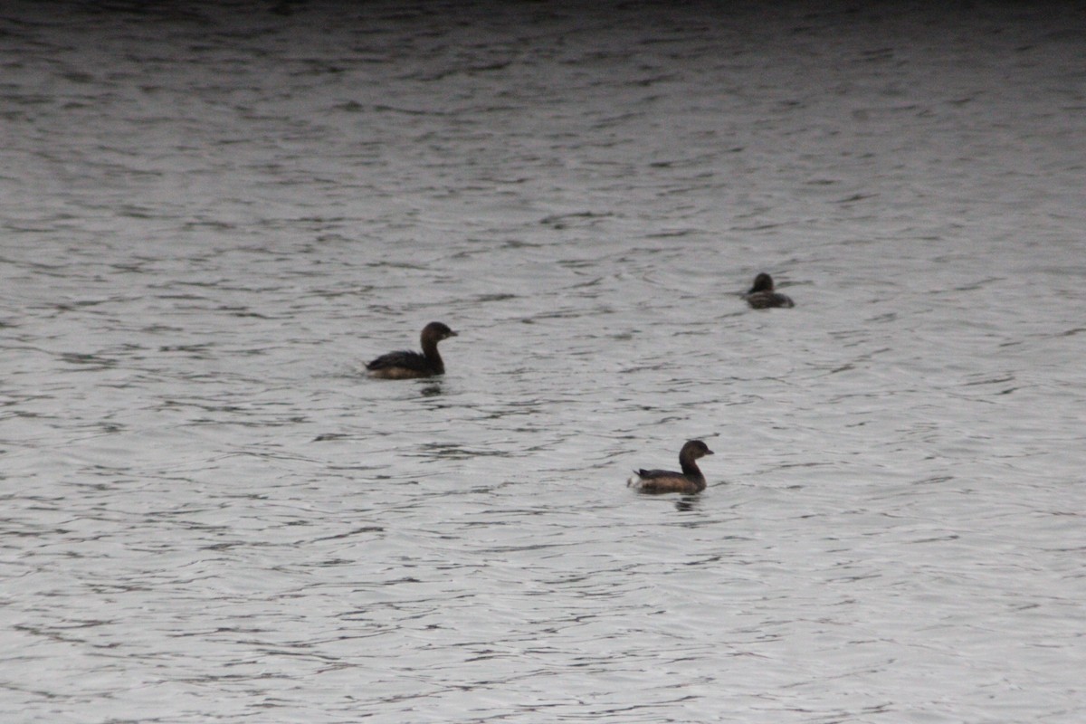 オビハシカイツブリ - ML647421149