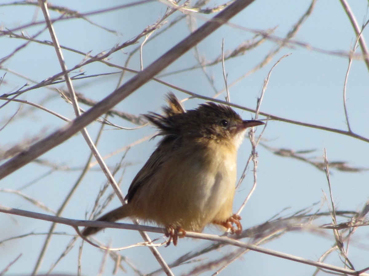 セッカ - ML647421152