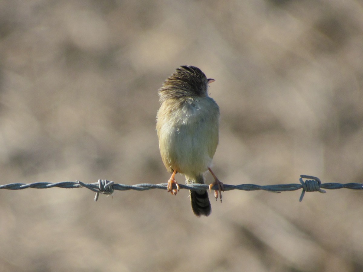 セッカ - ML647421153