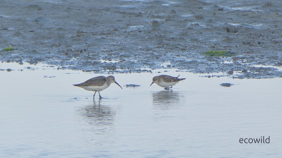 サルハマシギ - ML647421155